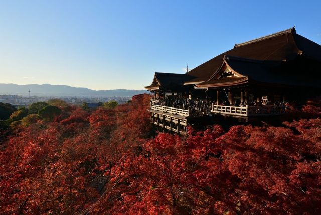 先週末の清水寺と智積院の紅葉です🍁 まだ紅葉は見頃で、お近くにお越しの際は、ぜひ当店にもお立ち寄りください。清水焼の逸品で、秋の訪れを感じてみませんか？ Captured the autumn leaves at Kiyomizu-dera and Chishaku-in last weekend🍁 Foliage is still at its peak.If you're nearby, do